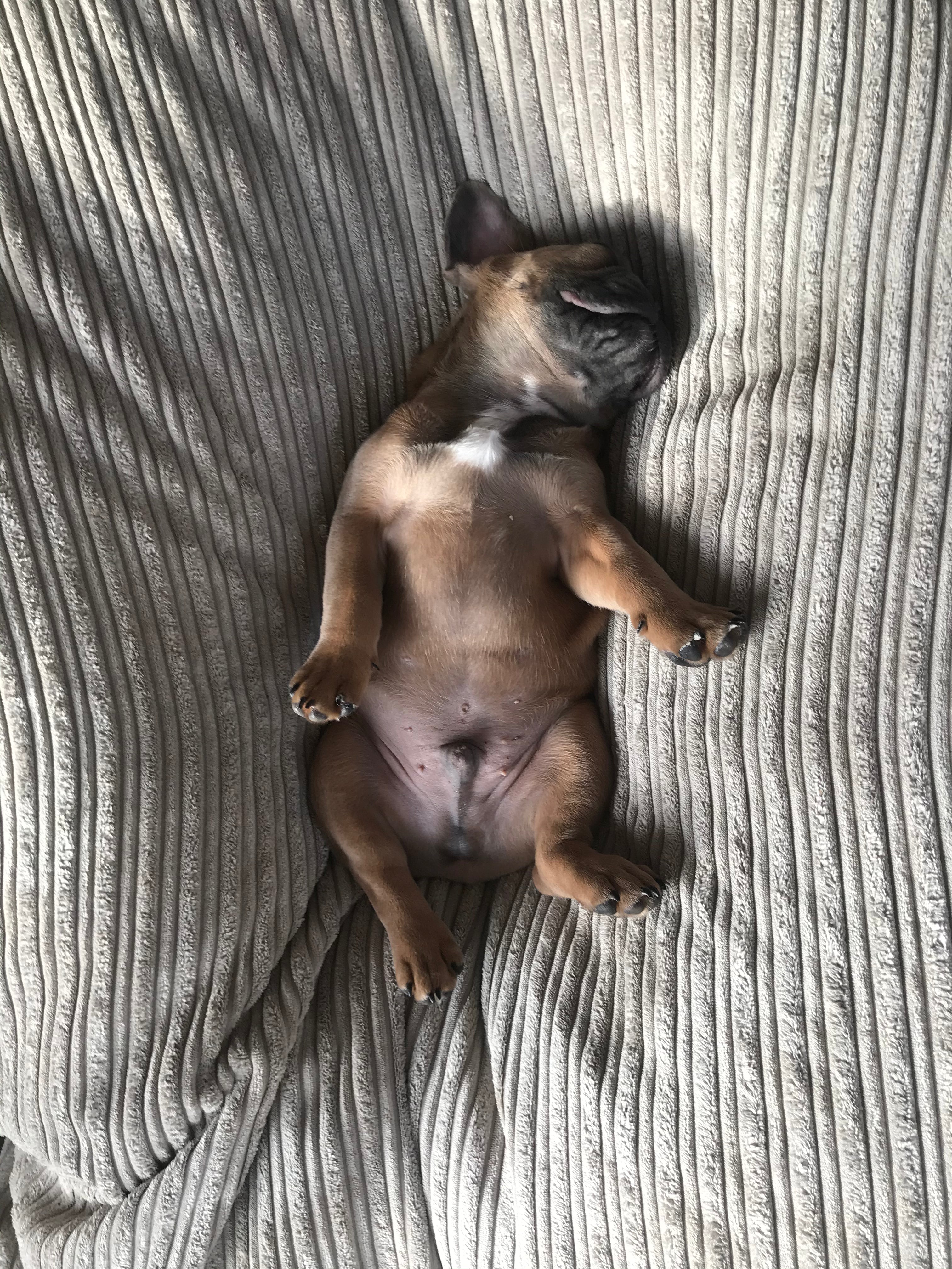 Your Puppy's First Week: The Complete Checklist